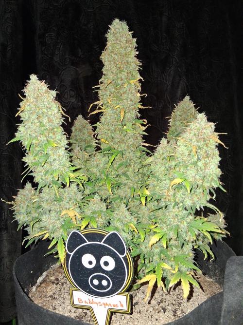 Mephisto Limited. Week 13