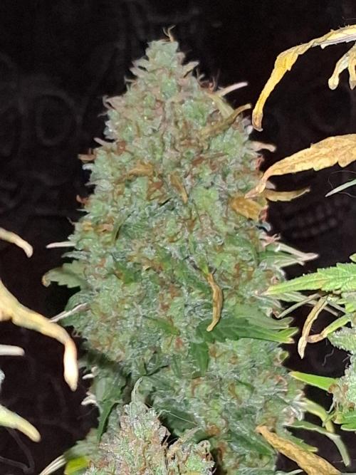 Mephisto Limited. Week 13