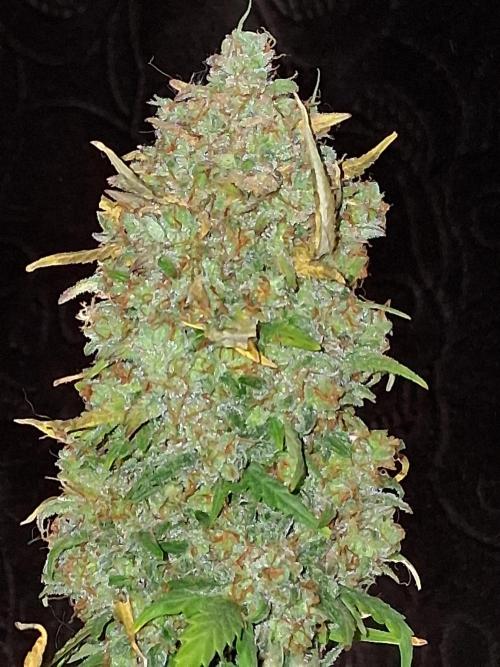 Mephisto Limited. Week 13