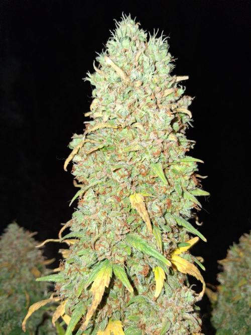Bubbasquanch. Week 13