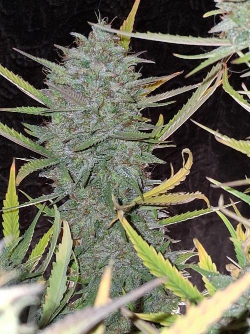 Night Owl collab. Week 12