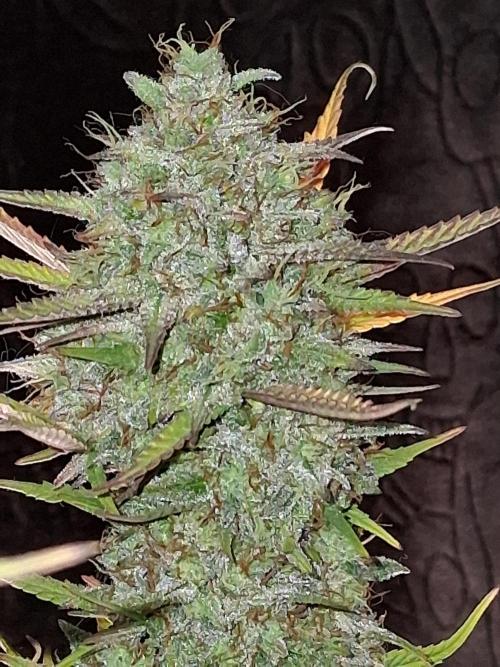 Night Owl collab. Week 12