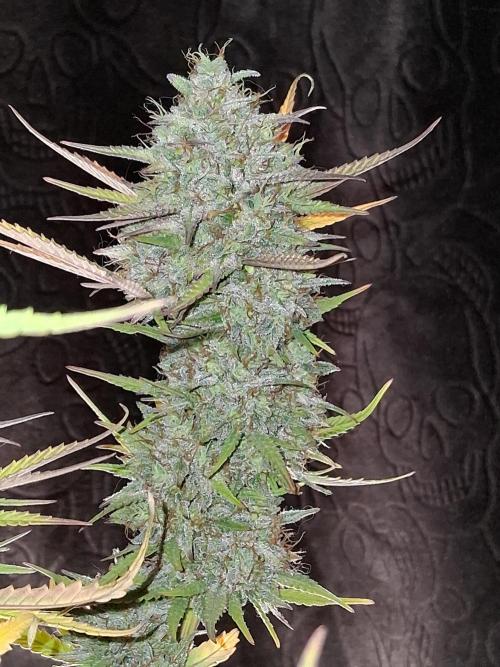 Night Owl collab. Week 12