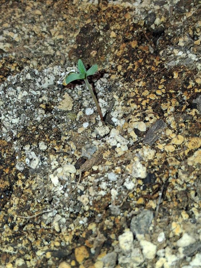 Outdoor late start grow. Week 1