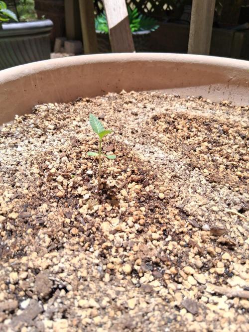 Outdoor late start grow. Week 2