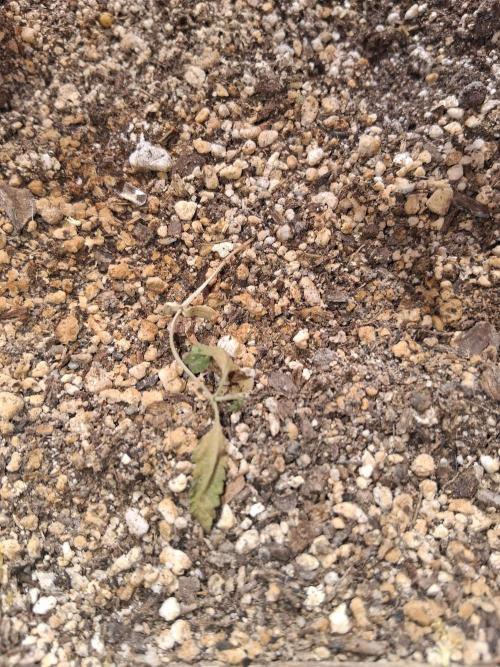 Outdoor late start grow. Week 3