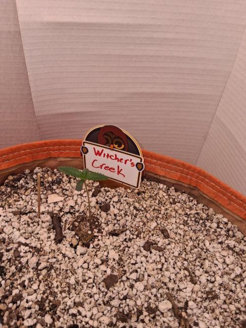 Witcher's Creek Auto. Week 1