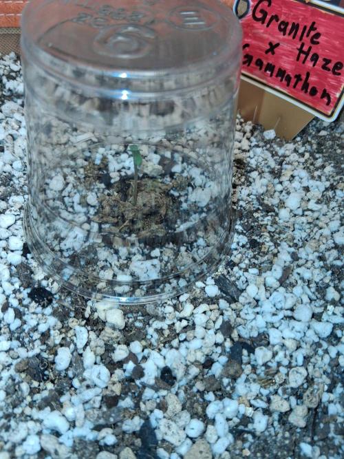 Granite Haze x Gammathon. Week 0