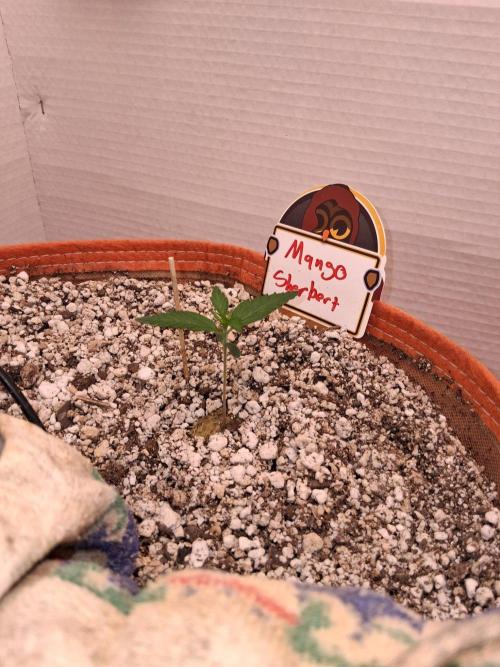 Mango Sherbet Auto. Week 2