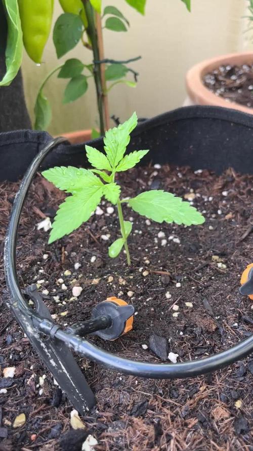 Gorilla Cookies Auto - Late but great?