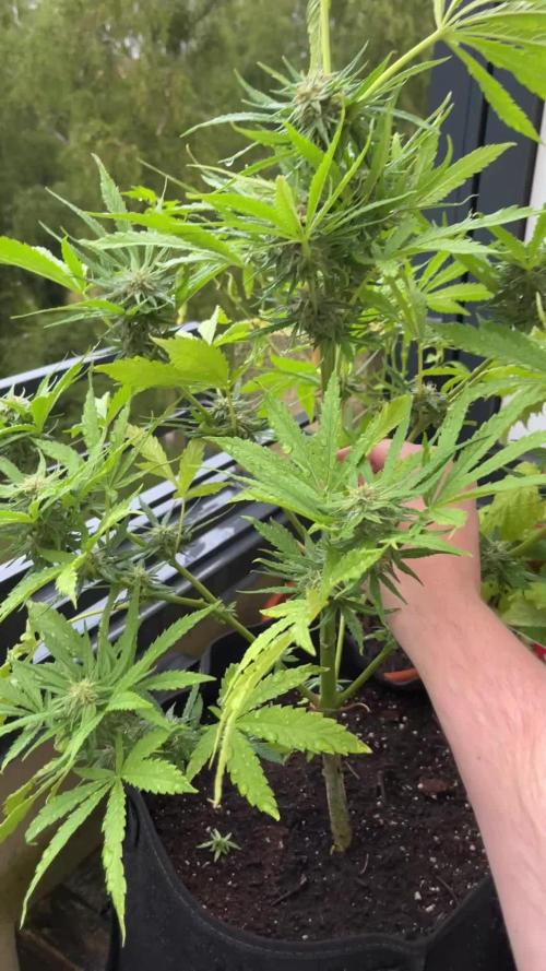 Durban poison Autoflower balcony