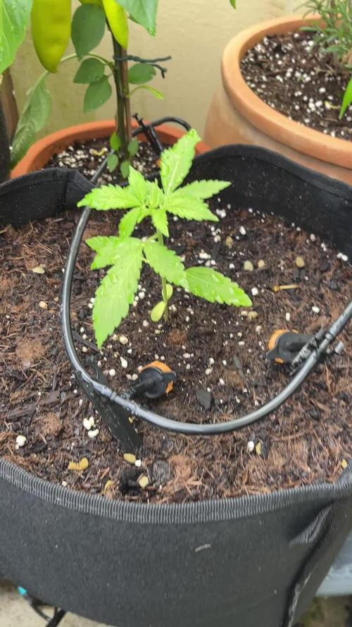 Gorilla Cookies Auto - Late but great?