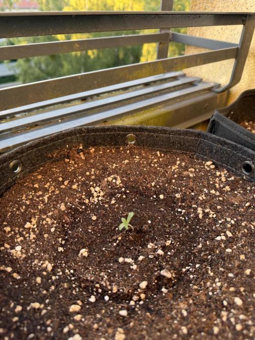 F1 balcony. Week 0 - Milky Way 25.5