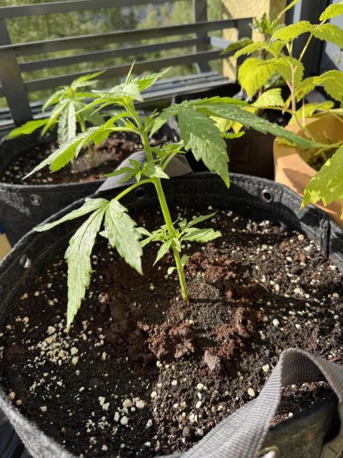 F1 balcony. Week 3