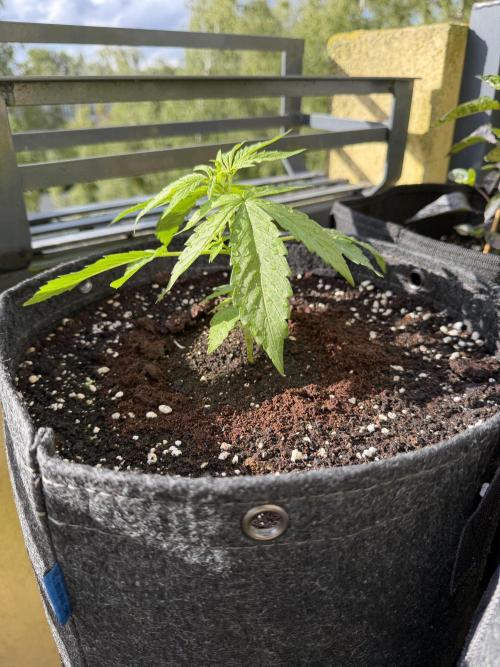 F1 balcony. Week 3