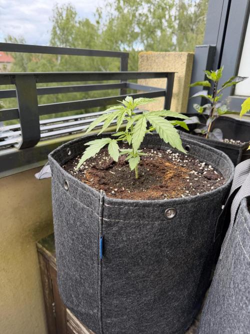 F1 balcony. Week 3