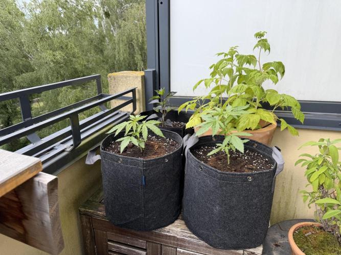 F1 balcony. Week 3