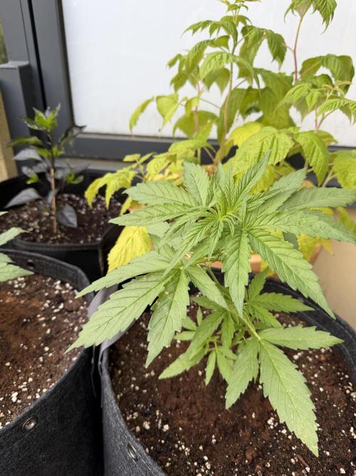 F1 balcony. Week 3
