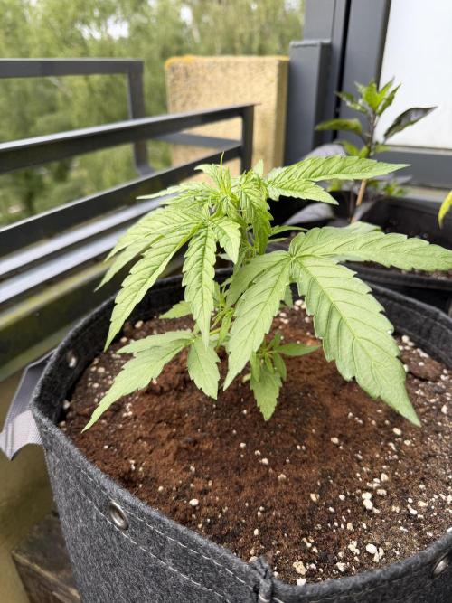 F1 balcony. Week 3