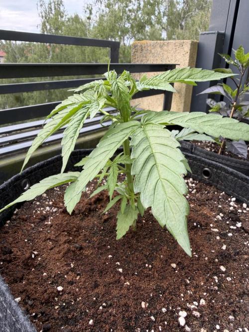 F1 balcony. Week 3