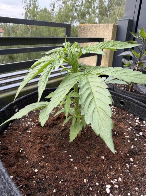 F1 balcony. Week 3