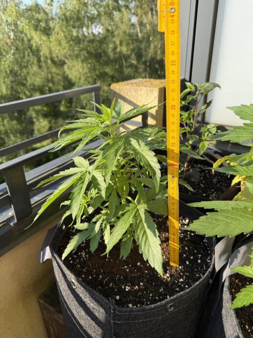 F1 balcony. Week 4