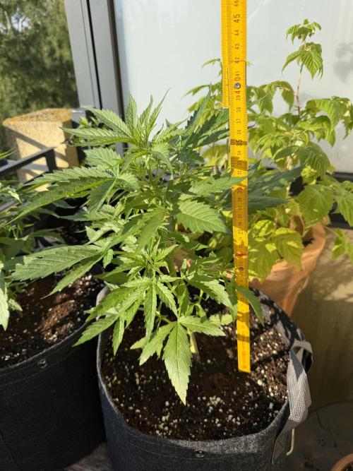 F1 balcony. Week 4