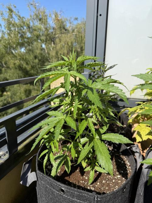 F1 balcony. Week 4 - Milky way