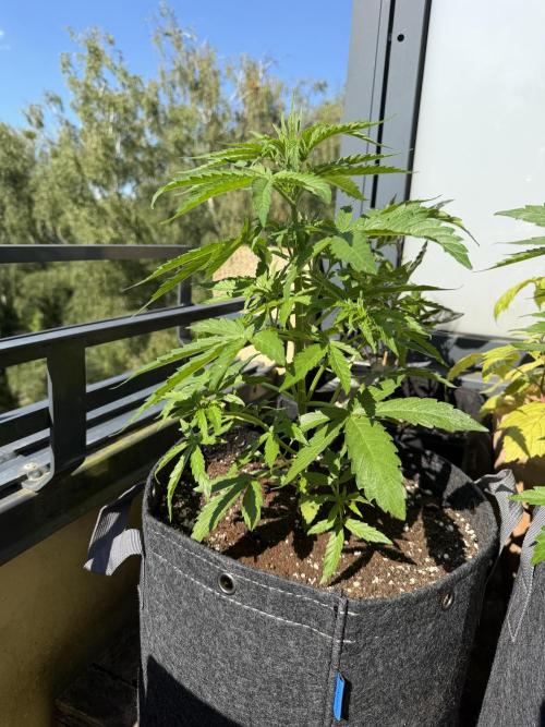 F1 balcony. Week 4 - Milky way 