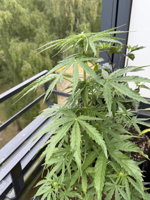 F1 balcony. Week 5 - Milky way