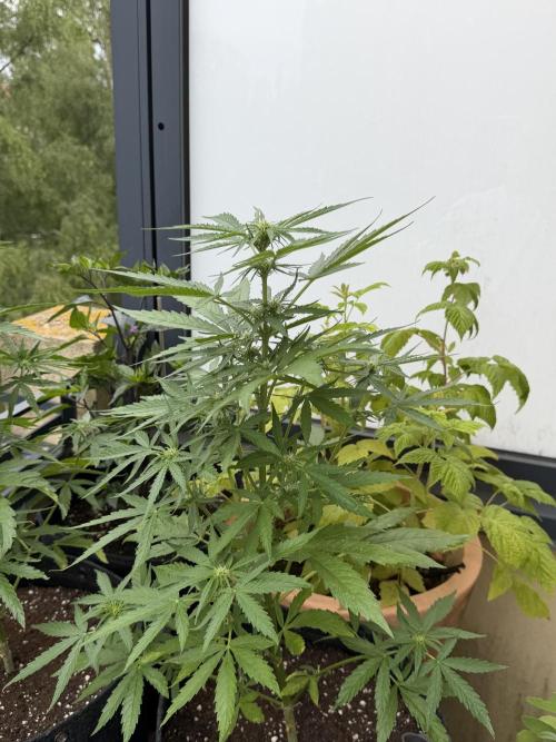F1 balcony. Week 5 - Epsilon 