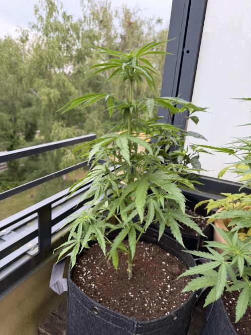 F1 balcony. Week 5