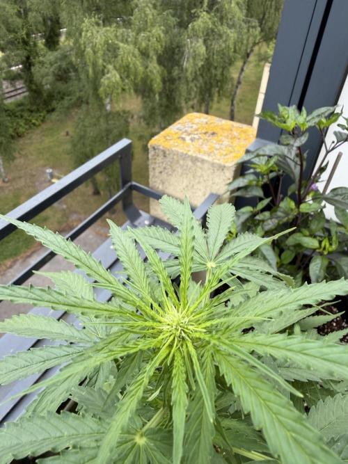 F1 balcony. Week 5 - Milky Way top