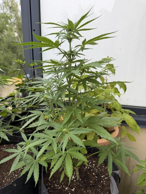 F1 balcony. Week 5