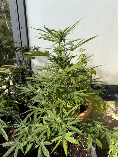 F1 balcony. Week 6 - Epsilon