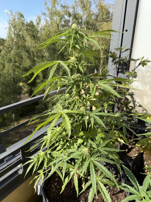 F1 balcony. Week 6 - Milky