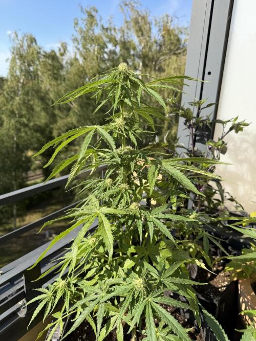 F1 balcony. Week 6 - Milky