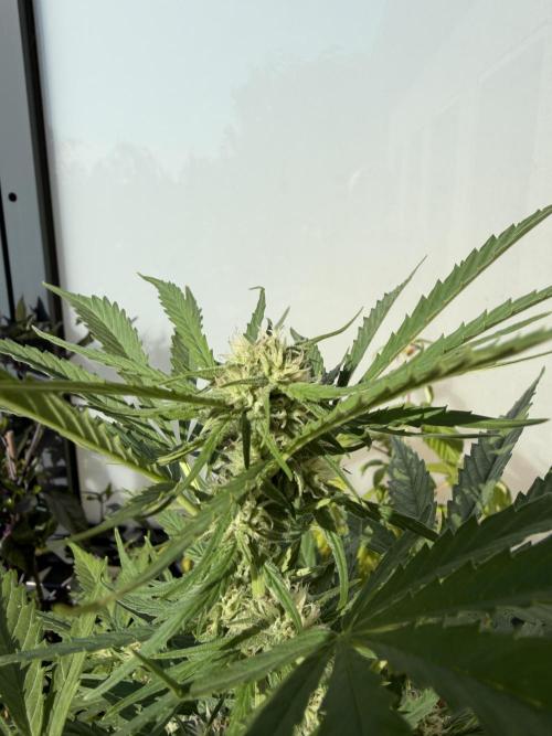 F1 balcony. Week 6 - Epsilon