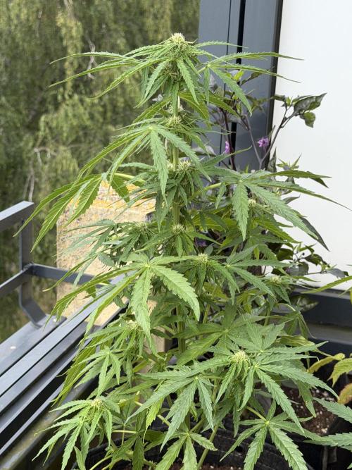 F1 balcony. Week 6
