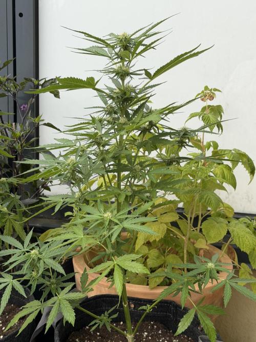 F1 balcony. Week 6
