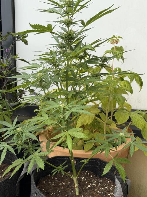 F1 balcony. Week 6