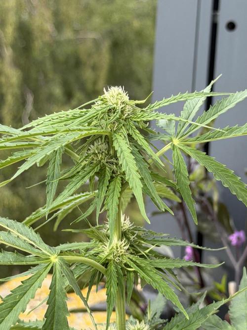 F1 balcony. Week 6 - Milky