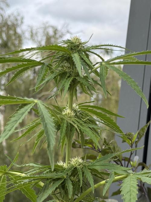 F1 balcony. Week 6 - Milky
