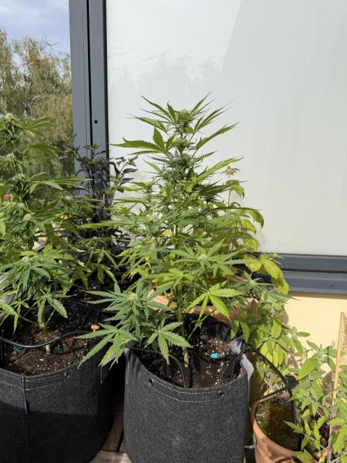 F1 balcony. Week 7