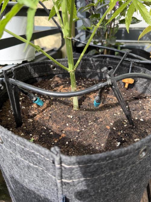 F1 balcony. Week 7
