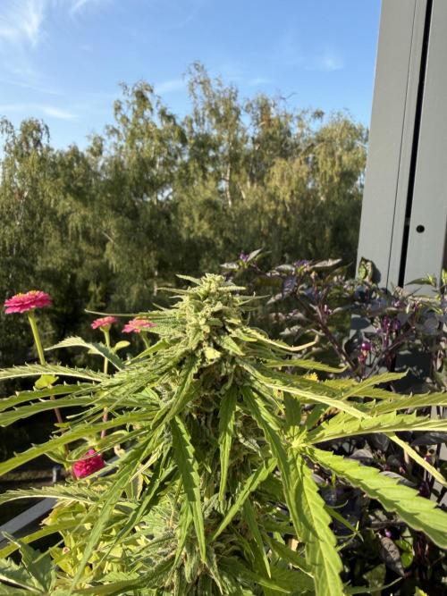 F1 balcony. Week 9