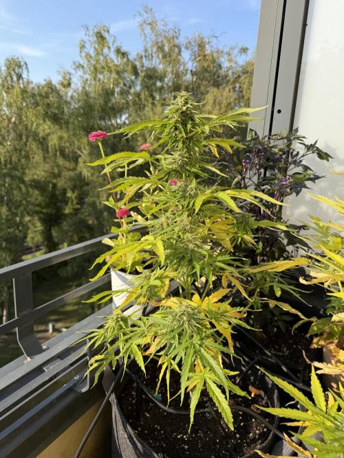 F1 balcony. Week 9