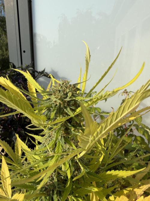 F1 balcony. Week 9