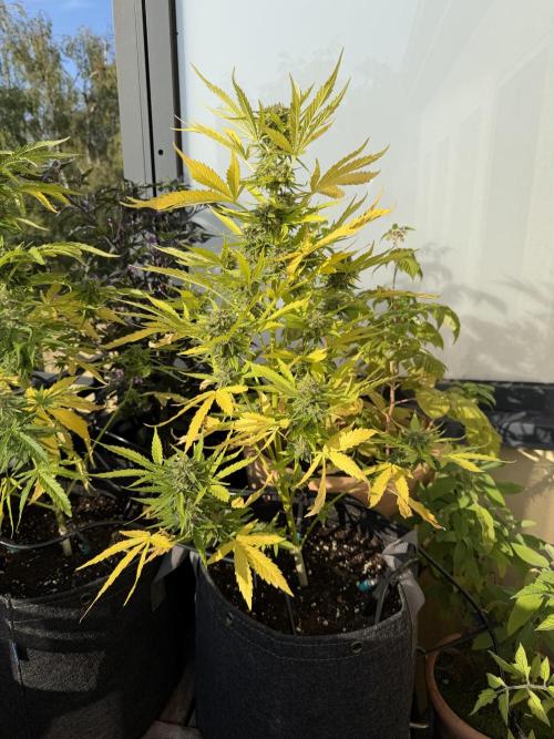 F1 balcony. Week 9