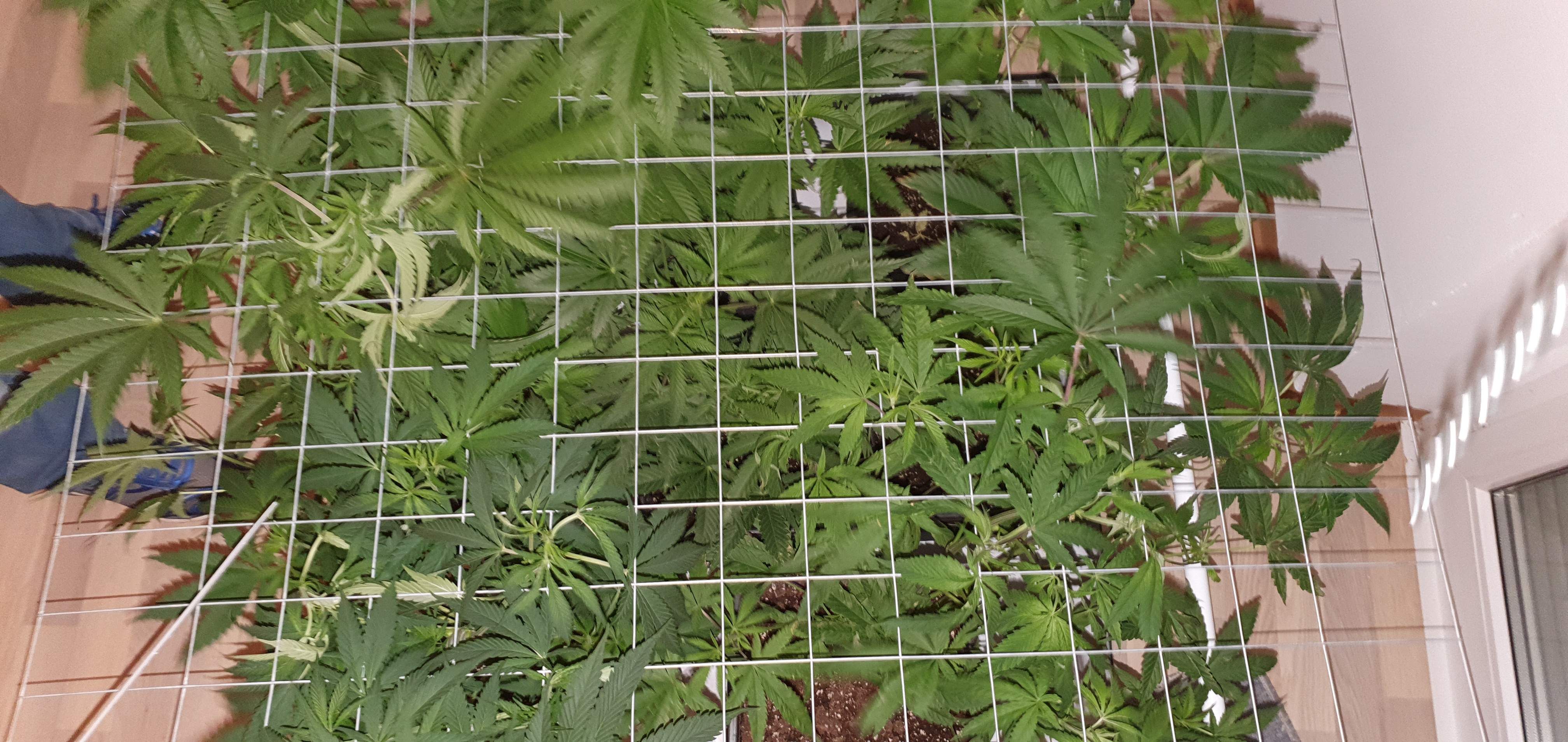 Barney's Farm Bad Azz Kush , 707 Headband, Blueberry og grow diary